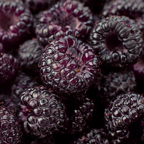 Fresh blackberries